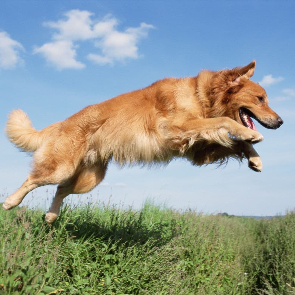 golden-retriever