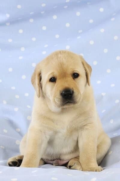 labrador-retriever